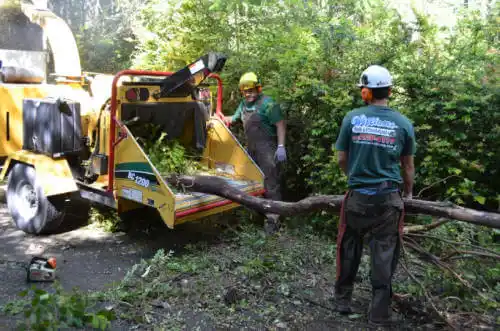 tree services Fayetteville